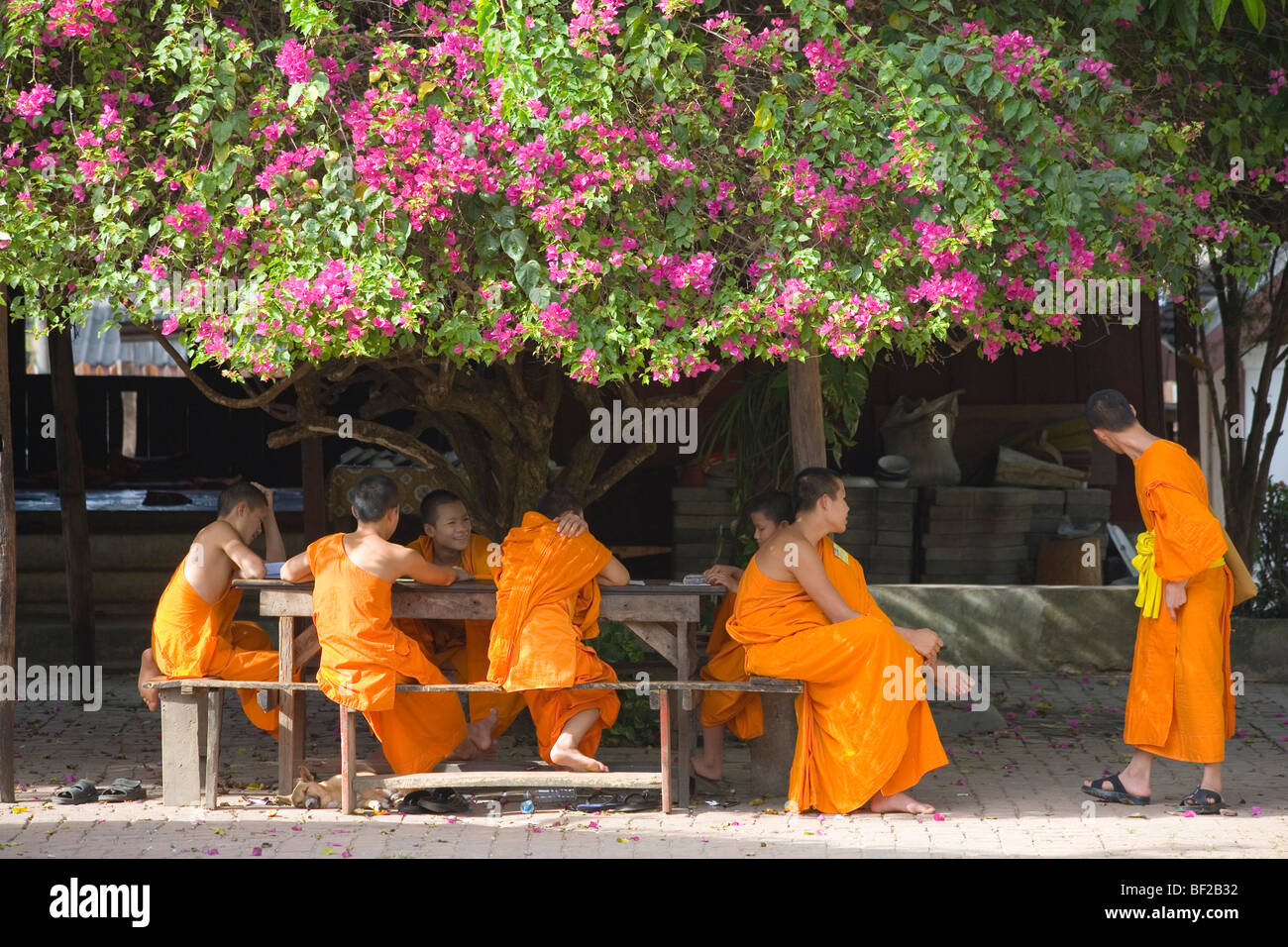 Buddhistische Mönche unter einem Bougainvillea Baum im Kloster Wat Ku Tao, Ciang Mai, Thailand Stockfoto