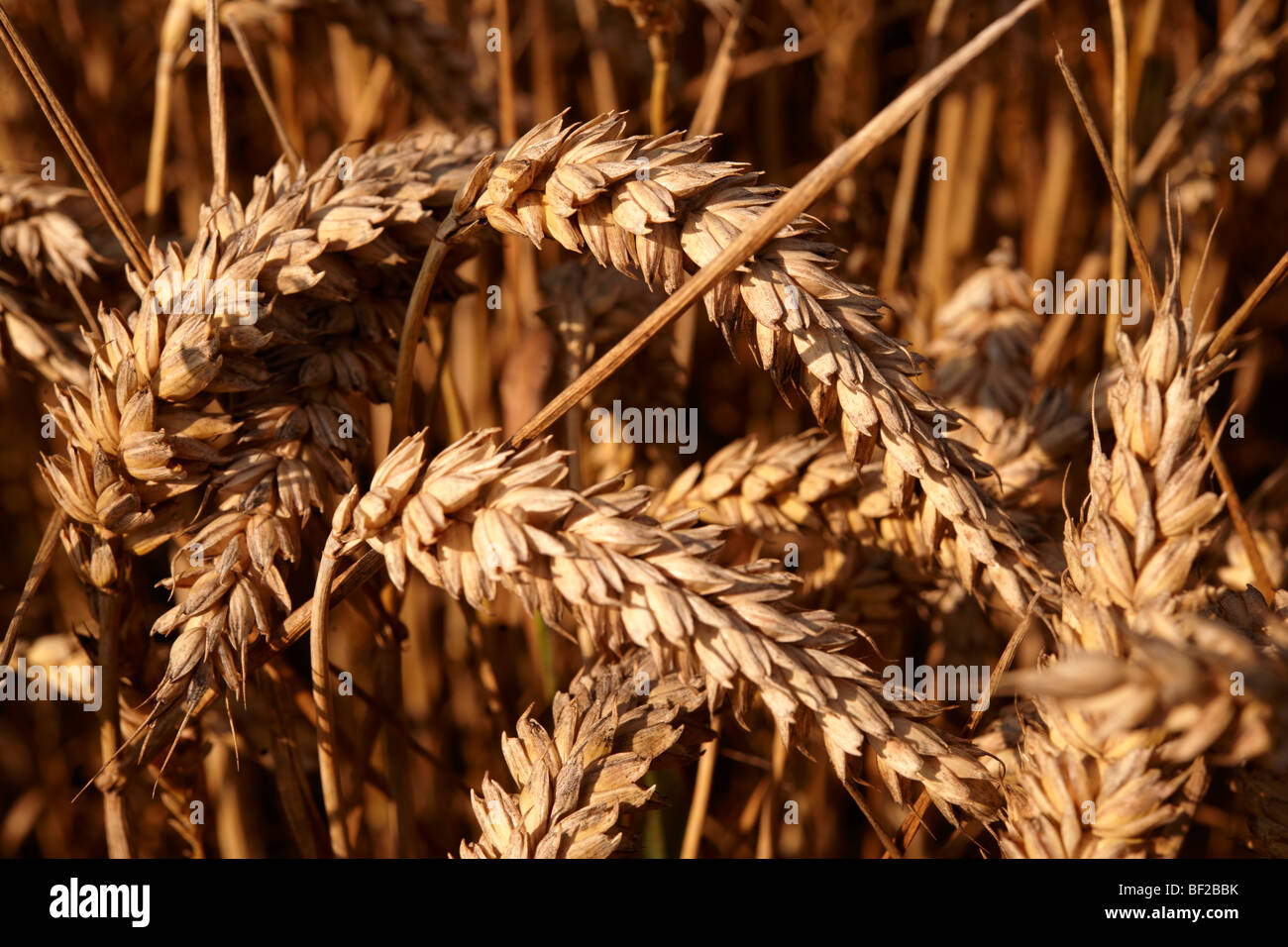 Weizenfeld erntereif Stockfoto