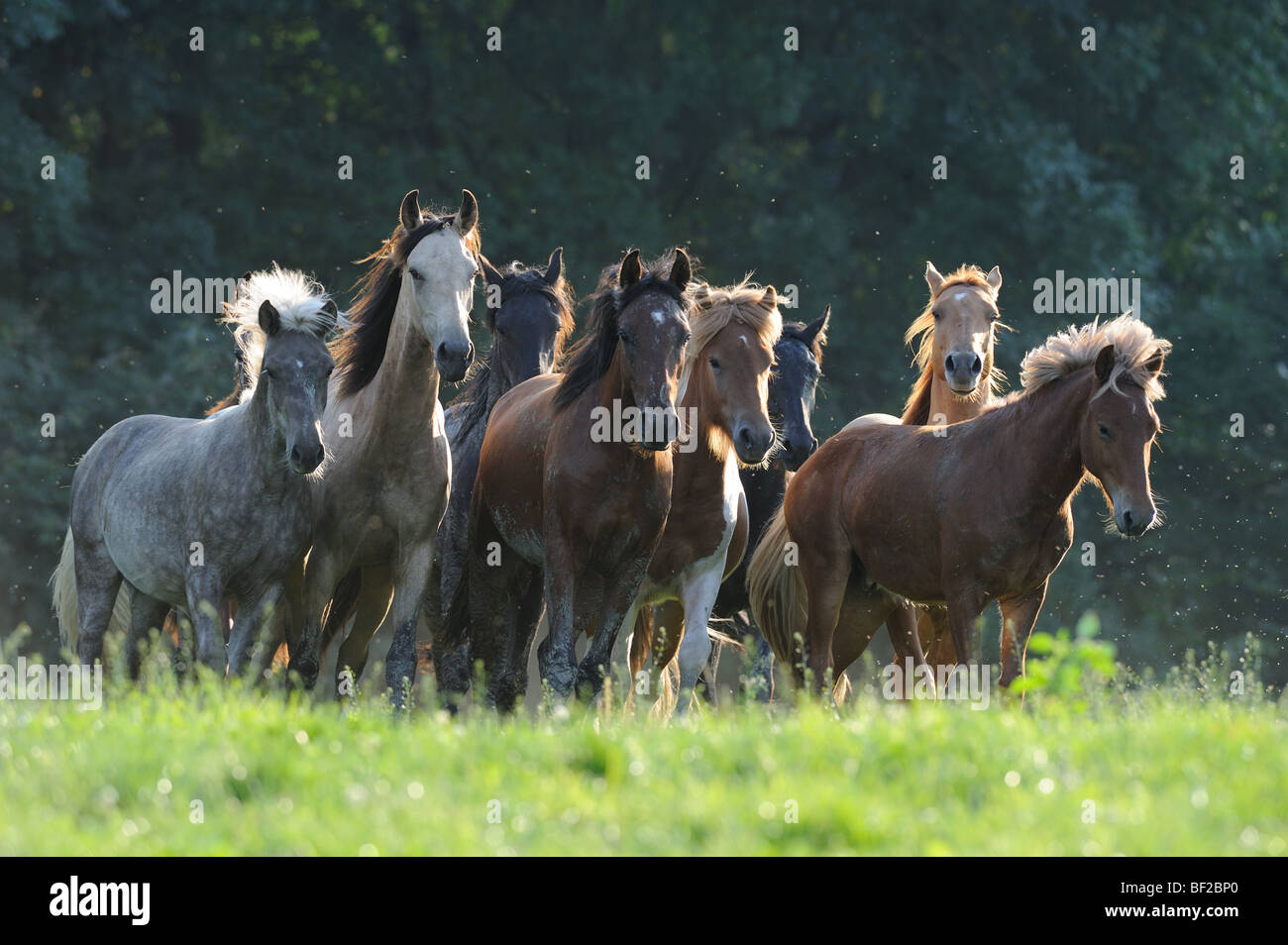 Mangalarga Marchador und isländische Pferd (Equus Caballus). Herde der Junghengste auf einer Wiese. Stockfoto