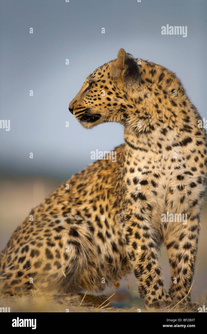 Leopard (Panthera Pardus) über Schulter, Namibia. Stockfoto