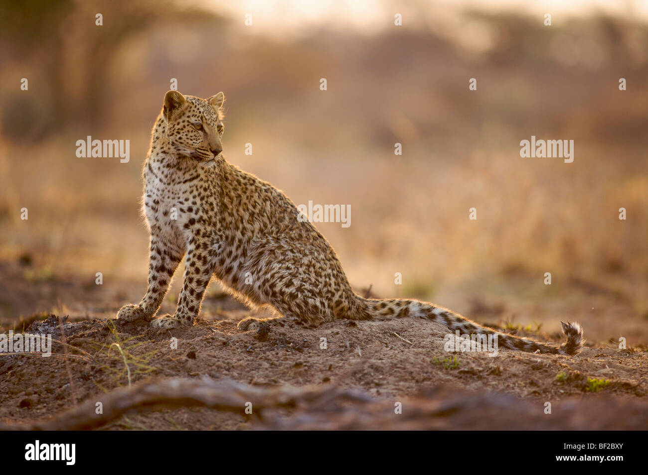 Leopard (Panthera Pardus), Namibia. Stockfoto