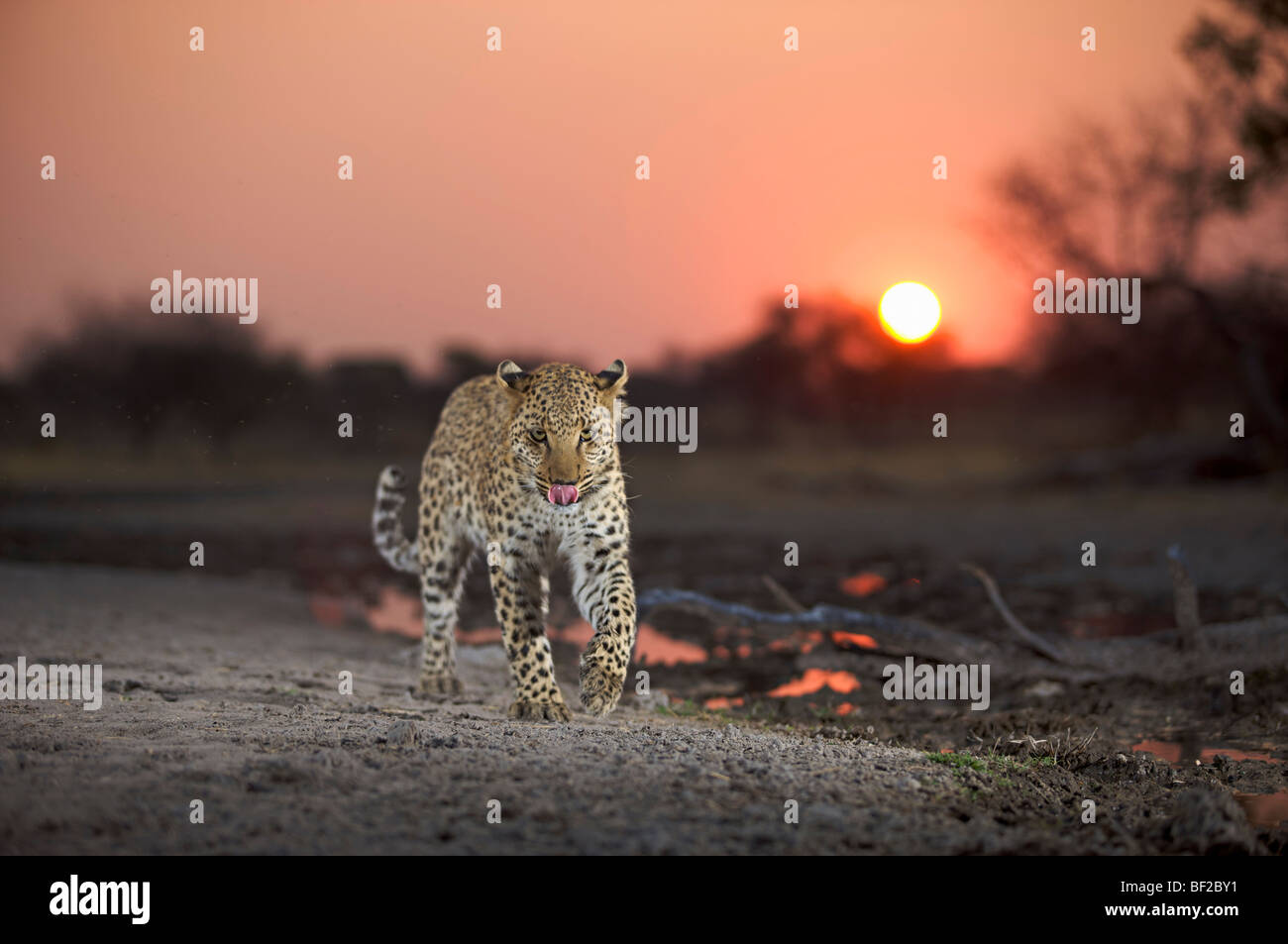 Leopard (Panthera Pardus) Namibia Lippen lecken. Stockfoto