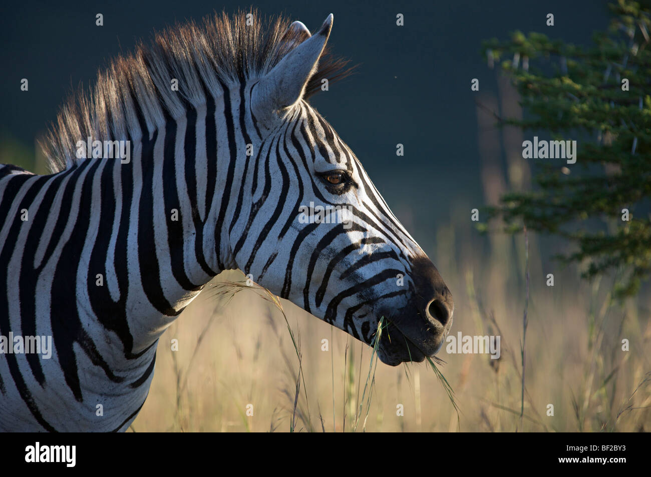 Porträt einer Burchell-Zebra (Equus Burchellii), Ithala Game Reserve, nördliche Provinz KwaZulu-Natal, Südafrika. Stockfoto