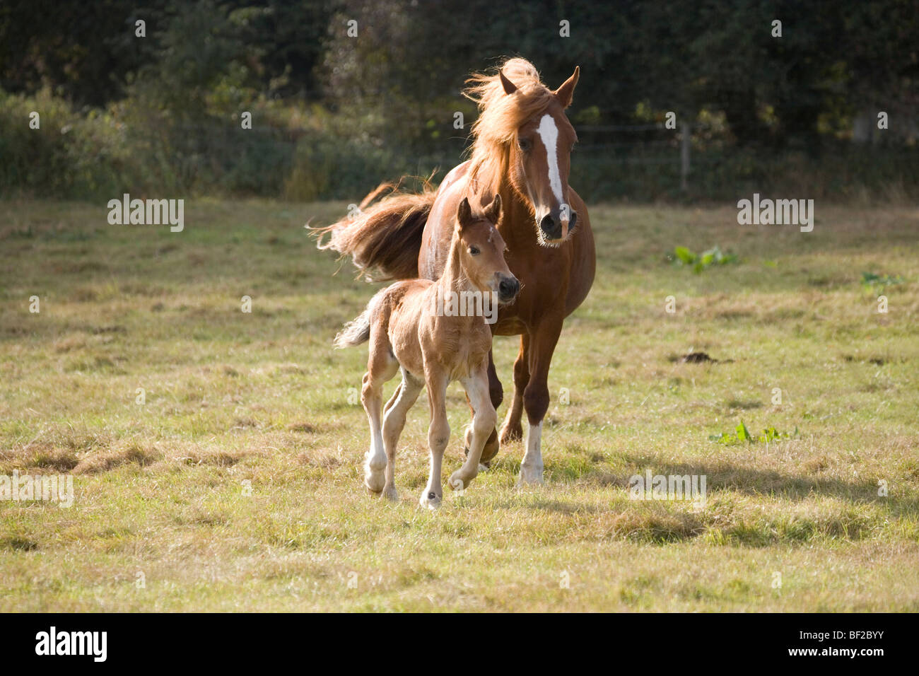 Stute und drei Wochen alten Fohlen (Equus Ferus). Inländische Reitpferd. Stockfoto