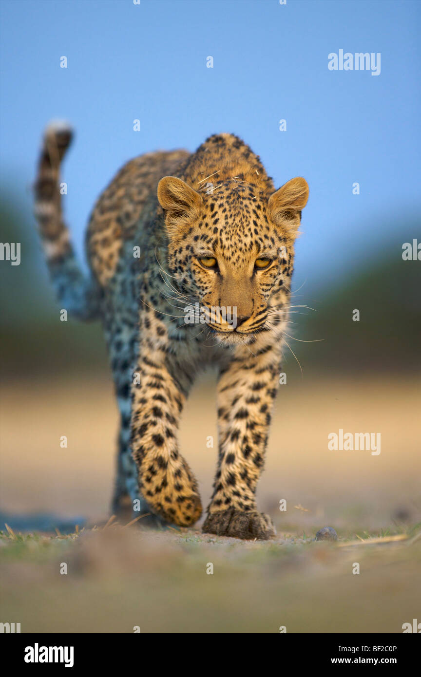 Leopard (Panthera Pardus) zu Fuß in Richtung Kamera, Namibia. Stockfoto