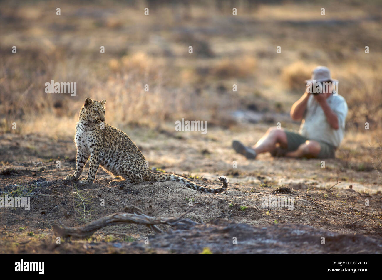 Fotografen fotografieren Leopard (Panthera Pardus), Namibia. Stockfoto