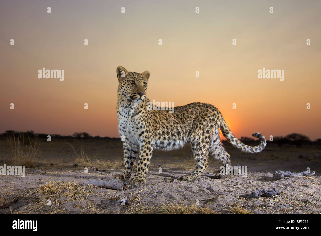 Voller Länge Blick der Leopard (Panthera Pardus) bei Sonnenuntergang, Namibia. Stockfoto