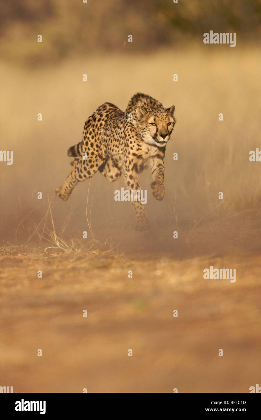 Gepard (Acinonyx Jubatus) laufen auf Hochtouren, Namibia. Stockfoto