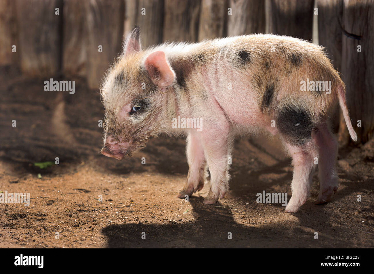 Seitenansicht von einem jungen Hausschwein (Sus Scrofa Scrofa), Namibia. Stockfoto