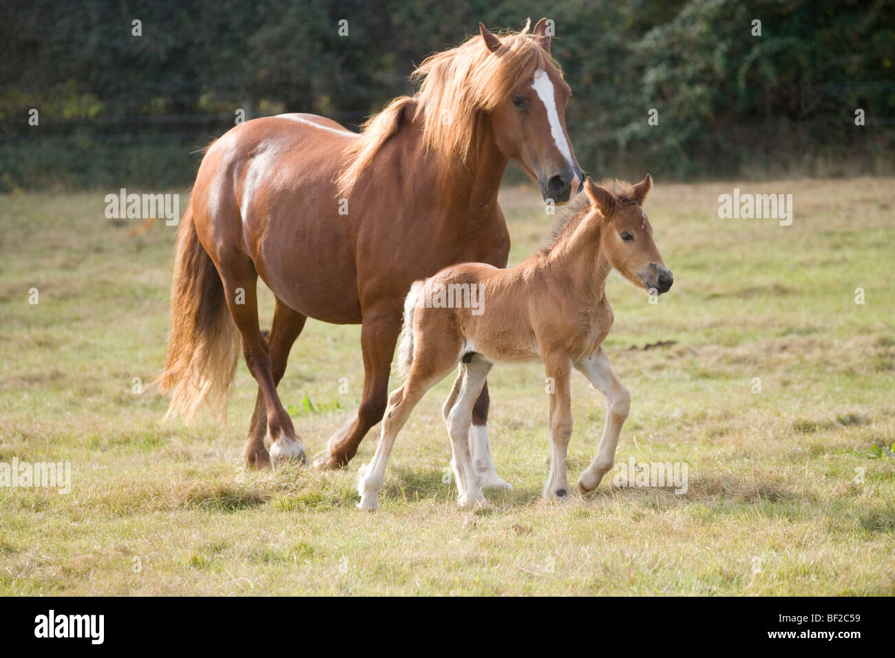 Mare und drei Wochen altes Fohlen (Equus ferus). Inländische reiten Pferde. Trab neben einander. Stockfoto