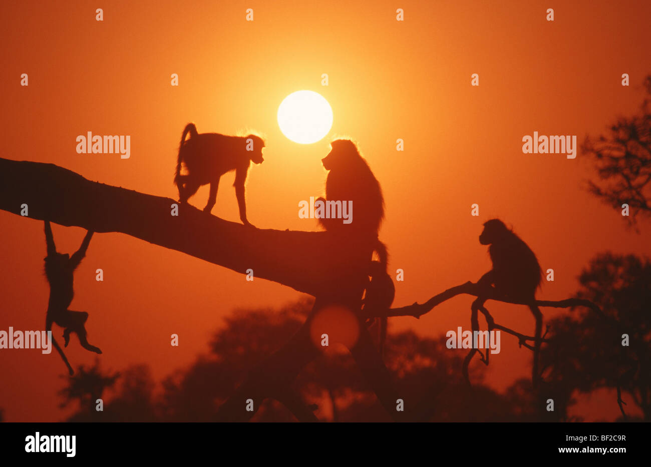 Silhouetten von Chacma Paviane, Papio Ursinus spielen auf Filiale an der Dämmerung, Hwange, Matabeleland North, Simbabwe Stockfoto