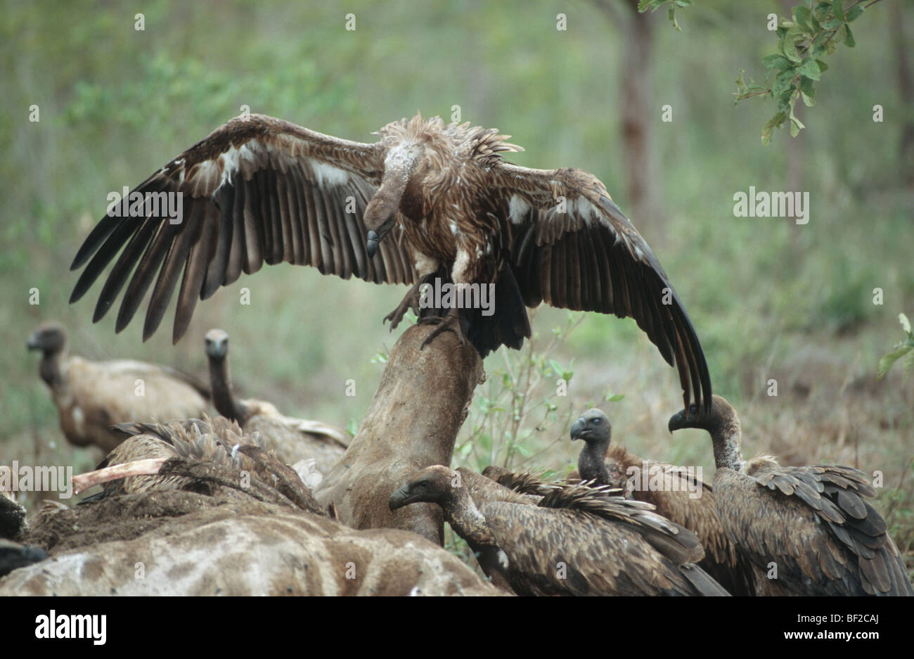 Weißrückenspecht Geier, abgeschottet Africanus und Kap Geier, abgeschottet Coprotheres zu töten, Süd Afrika Stockfoto