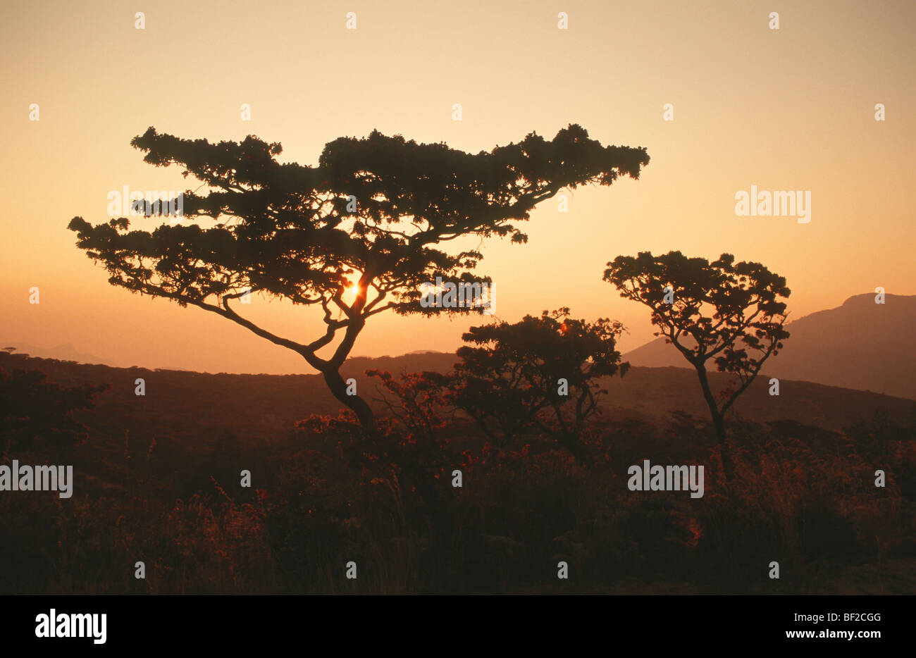 Malerische Silhouette, Nyanga, Simbabwe Stockfoto