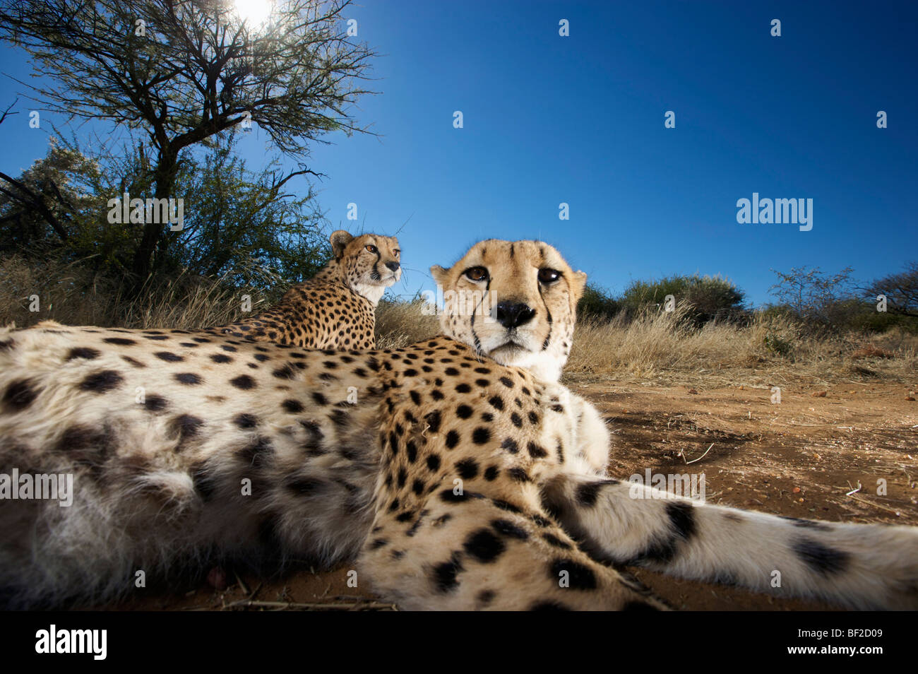 Der Gepard (Acinonyx Jubatus) Blick in die Kamera, Na'an Ku Se Wild Life Sanctuary Namibia hautnah. Stockfoto