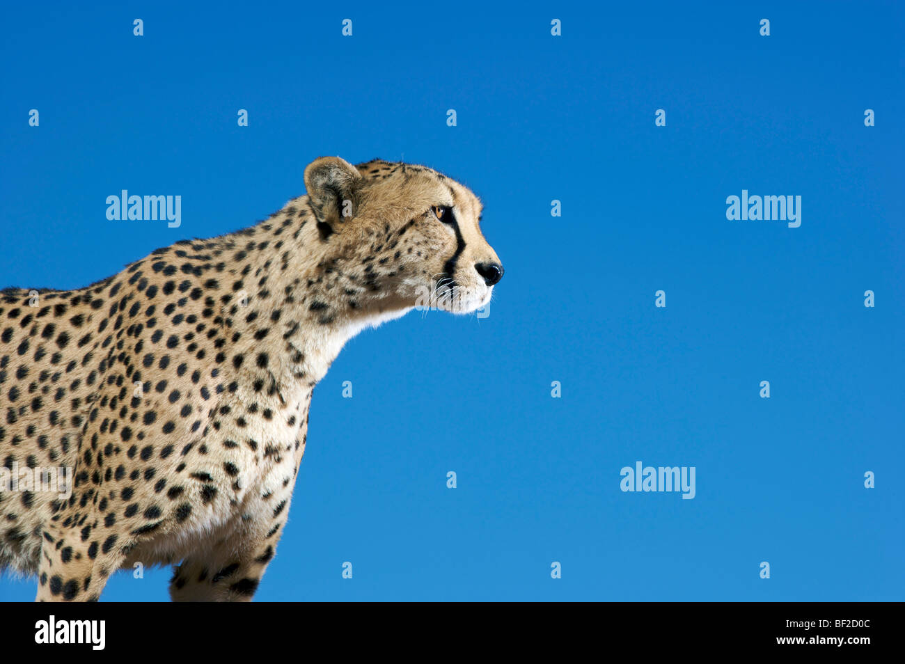 Ansicht eines Geparden (Acinonyx Jubatus), Profil (Acinonyx Jubatus), Na'an Ku Se Wild Life Sanctuary, Namibia. Stockfoto