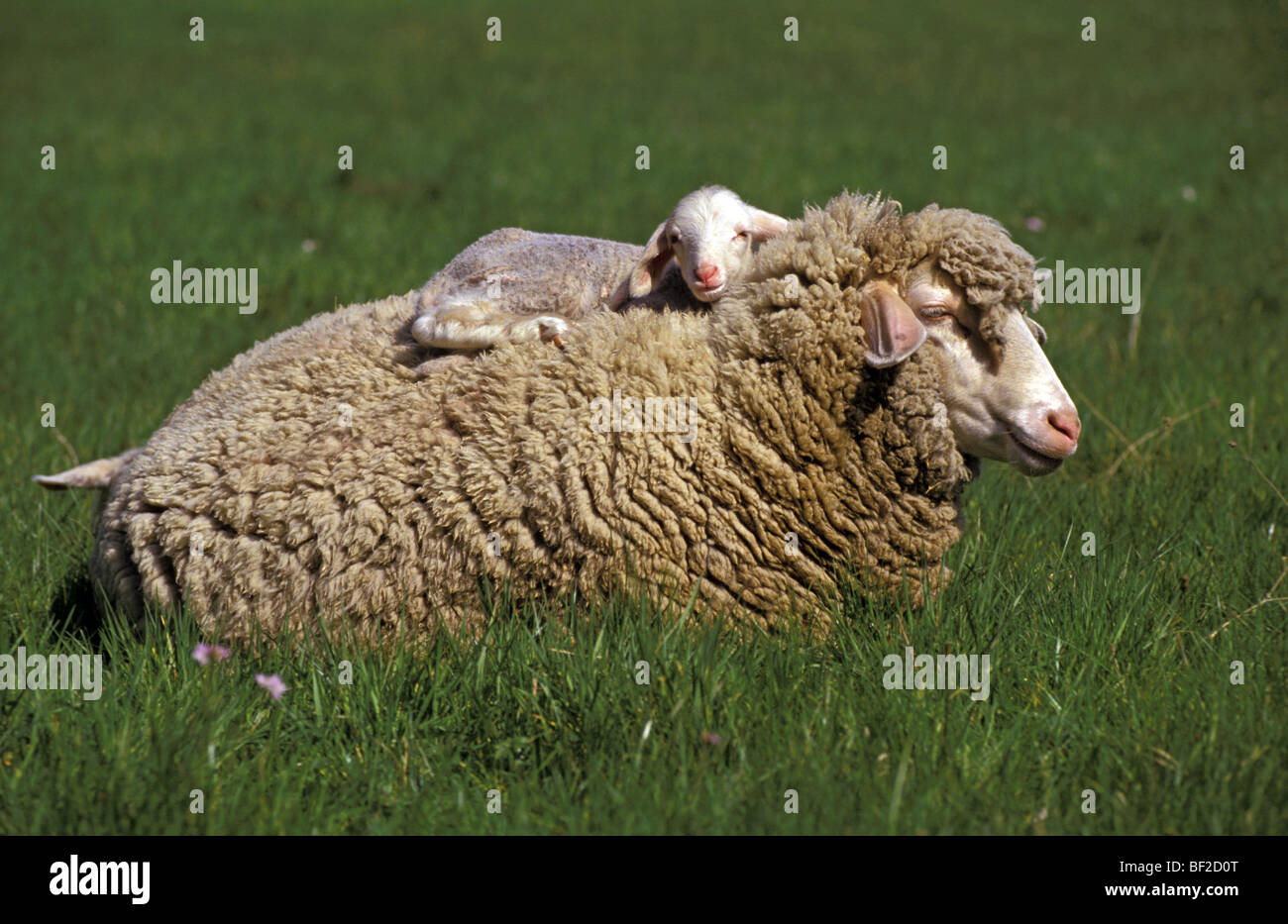 Hausschaf (Ovis Ammon Aries), Lamm, liegend auf dem Rücken der Mutter. | Stockfoto