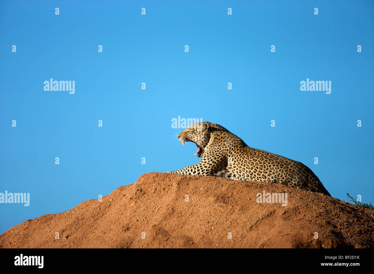Fernsicht von einem Leoparden (Panthera Pardus) Verlegung auf einem Hügel, Okonjima Lodge und Africat Foundation, Namibia, Stockfoto