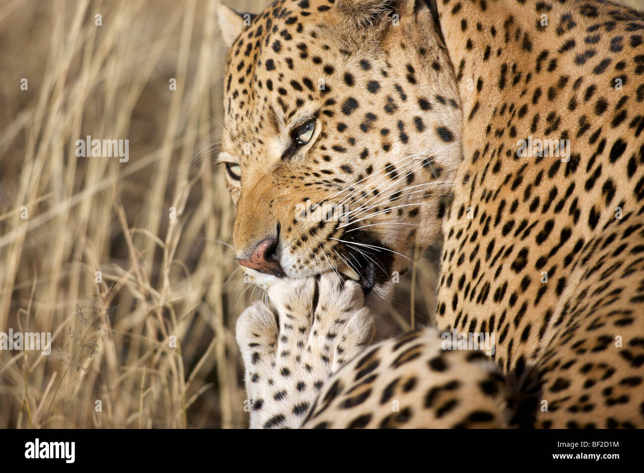 Nahaufnahme eines Leoparden (Panthera Pardus) seine Pfote, pflegend, Okonjima Lodge und Africat Foundation, Namibia Stockfoto