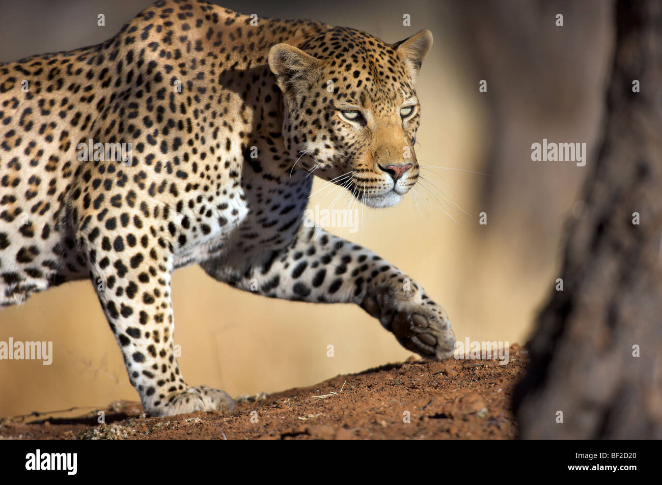 O einen Gepard (Panthera Pardus) stalking, Okonjima Lodge und Africat Foundation, Namibia hautnah Stockfoto