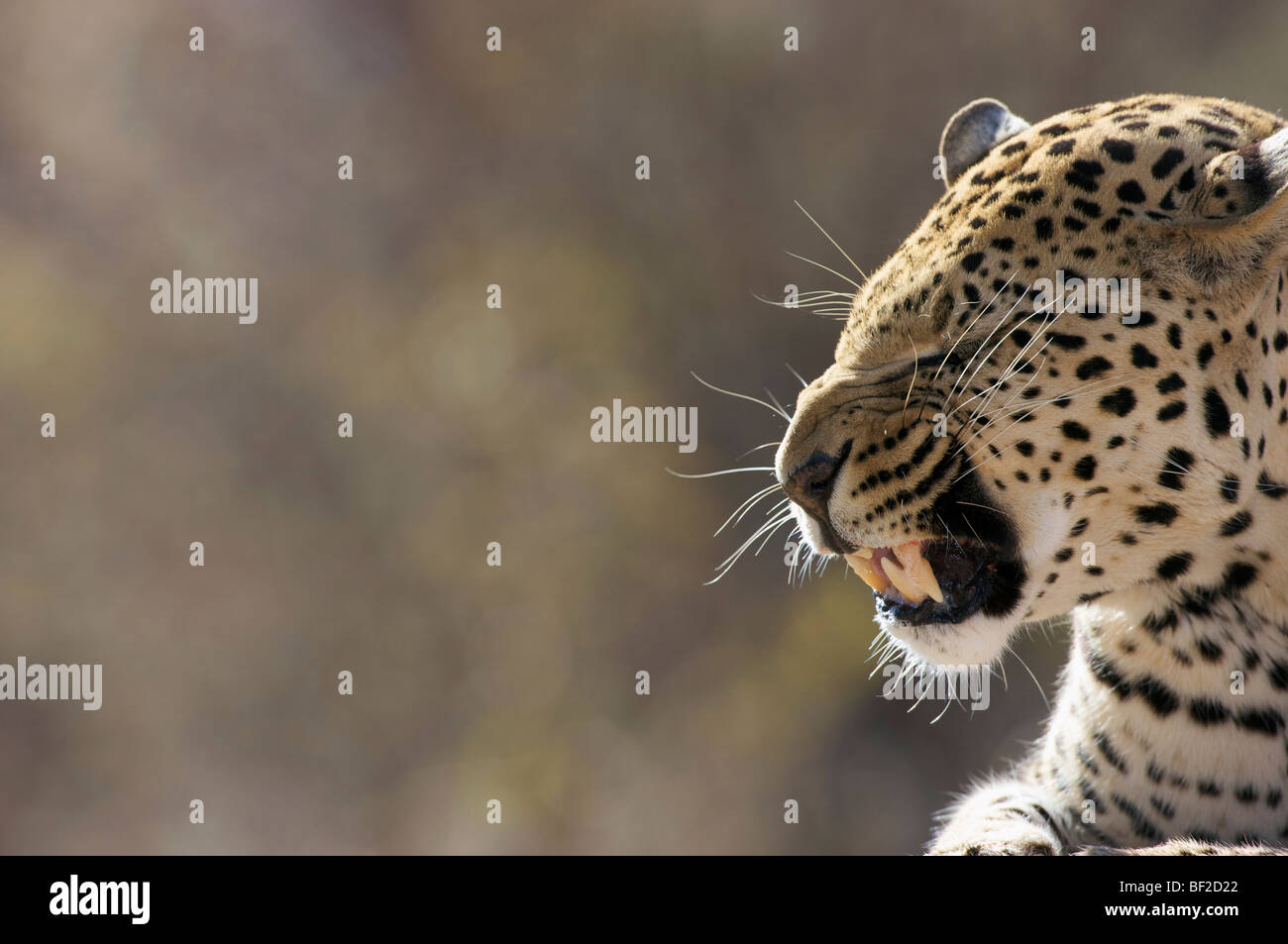 Seitenansicht eines Leoparden (Panthera Pardus) Knurren, Okonjima Lodge und Africat Foundation, Namibia. Stockfoto