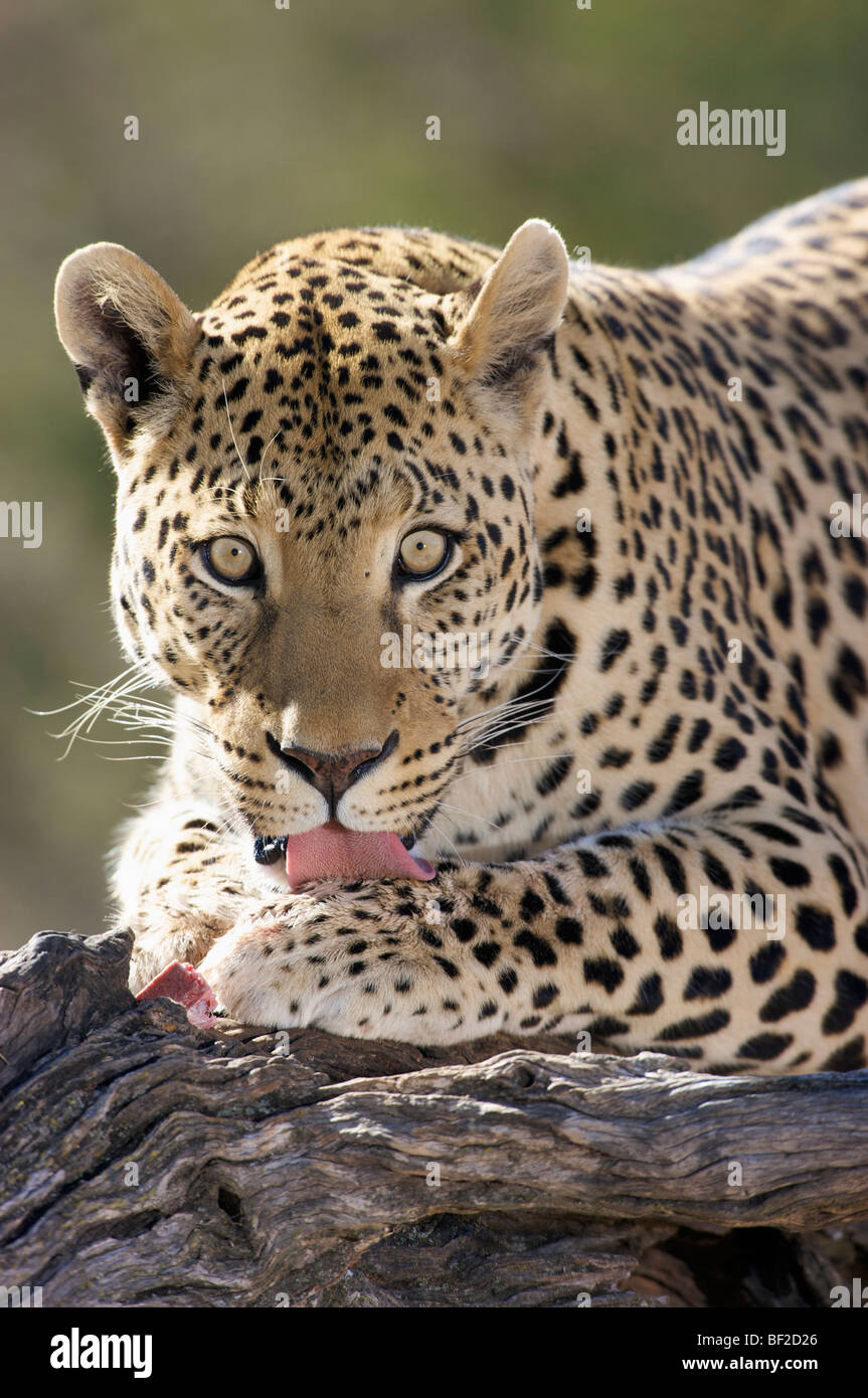 Porträt eines Leoparden (Panthera Pardus) leckt seine Pfote, Okonjima Lodge und Africat Foundation, Namibia. Stockfoto