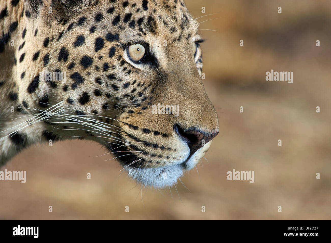 Profil von Leopard (Panthera Pardus), Okonjima Lodge und Africat Foundation, Namibia. Stockfoto