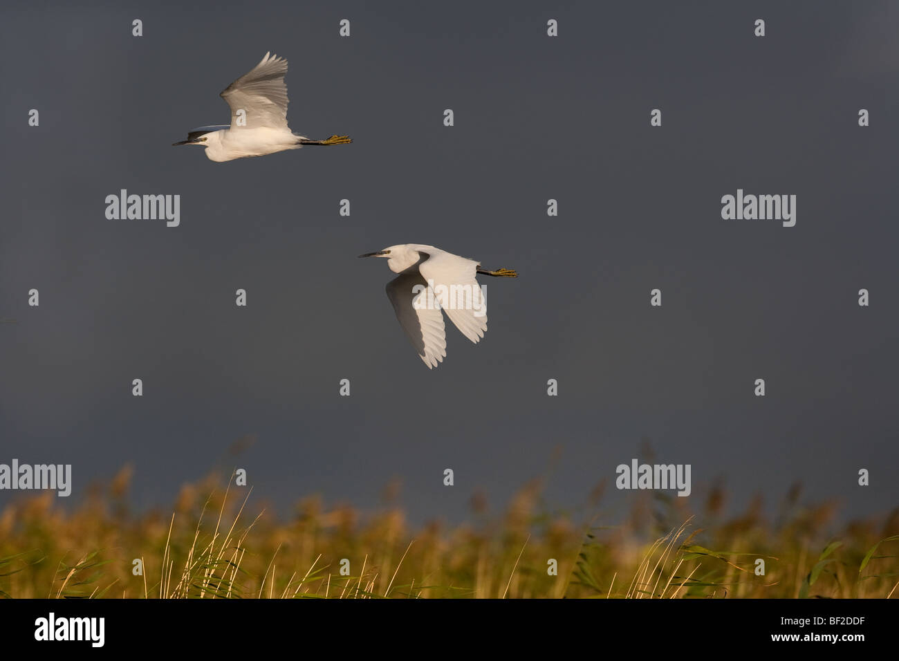 Little Egret Egretta garzetta an der Nordküste Norfolks Stockfoto