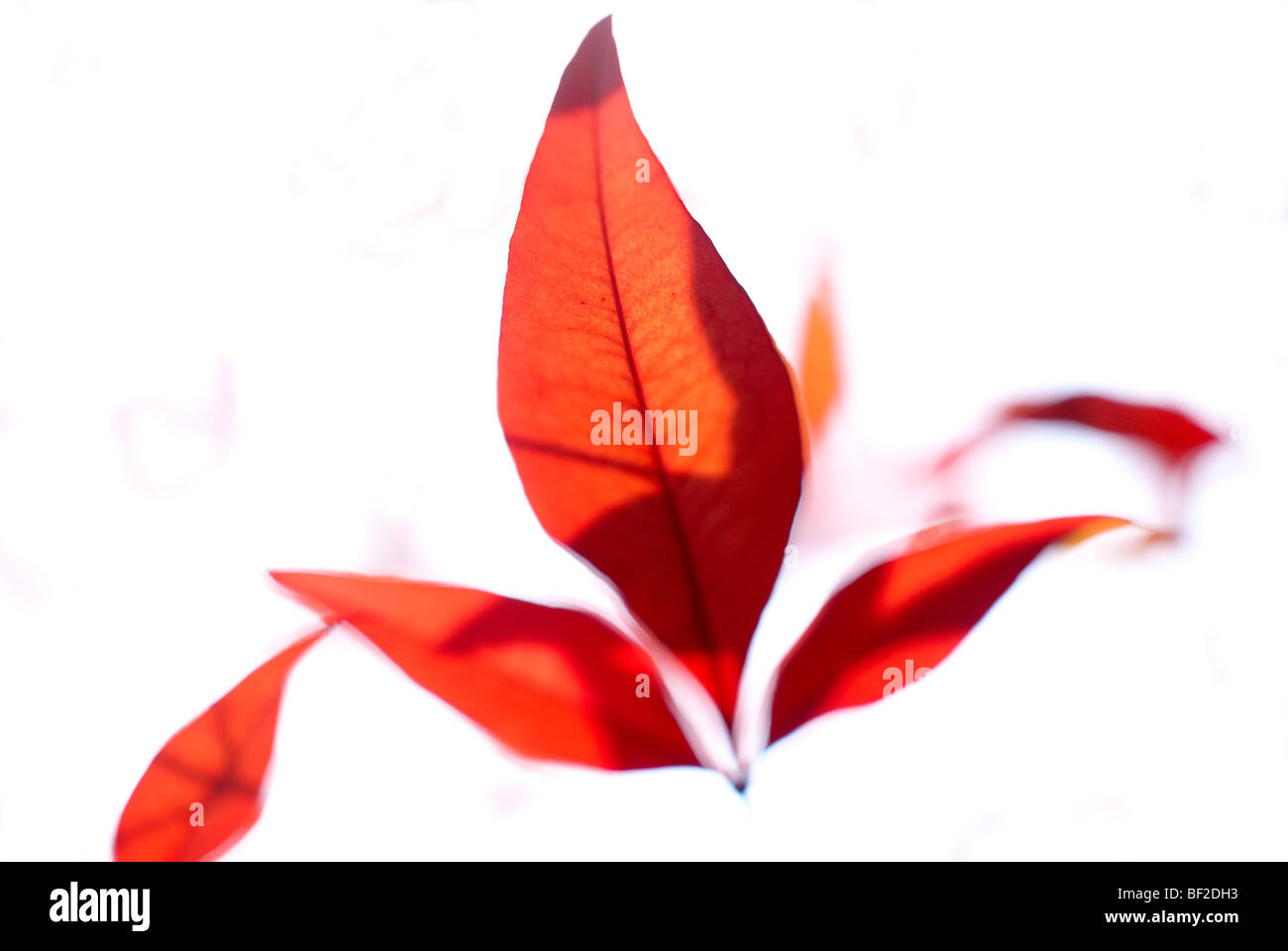 Herbst Blätter, Blätter, rote Blätter, rot, Schatten, weißer Hintergrund, Fokus, burnt orange Stockfoto