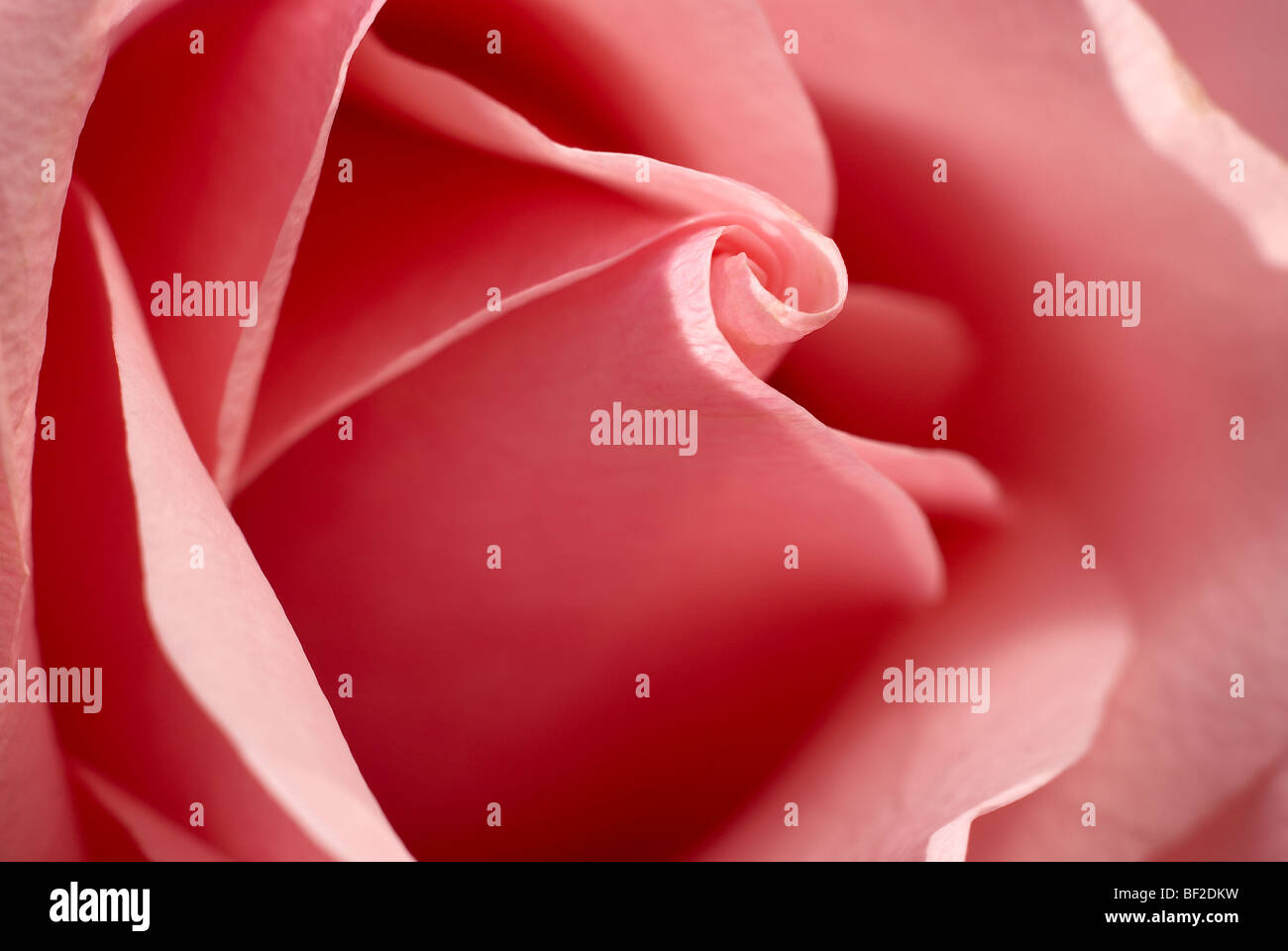 Rosa rose, close-up, Nahaufnahme, Makro, rosa, Rose, Blütenblätter, Rosenblüten, Blütenblatt, Liebe, Freundschaft, Valentinstag Stockfoto