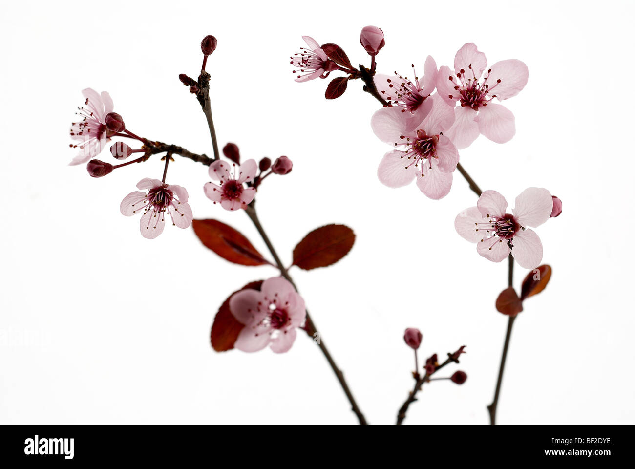 Pflaumenblüte, rosa, Zweig, Blume, Blumen, zarte, rosa, Pflaume, Blüte, Zweig, weißer Hintergrund, oriental Stockfoto