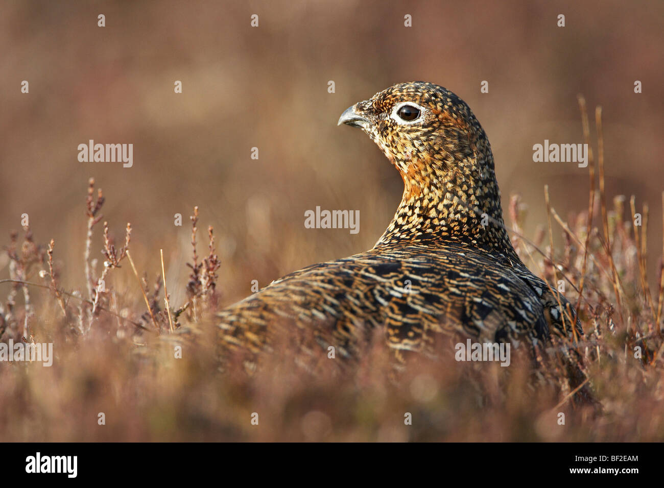 Moorschneehühner, Moorschneehuhn (Lagopus Lagopus Scoticus), erwachsenes Weibchen auf Heather. Stockfoto