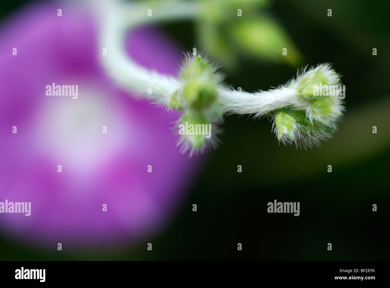 Morning Glory, lila Blüten, lila, Makro, Blume Stockfoto