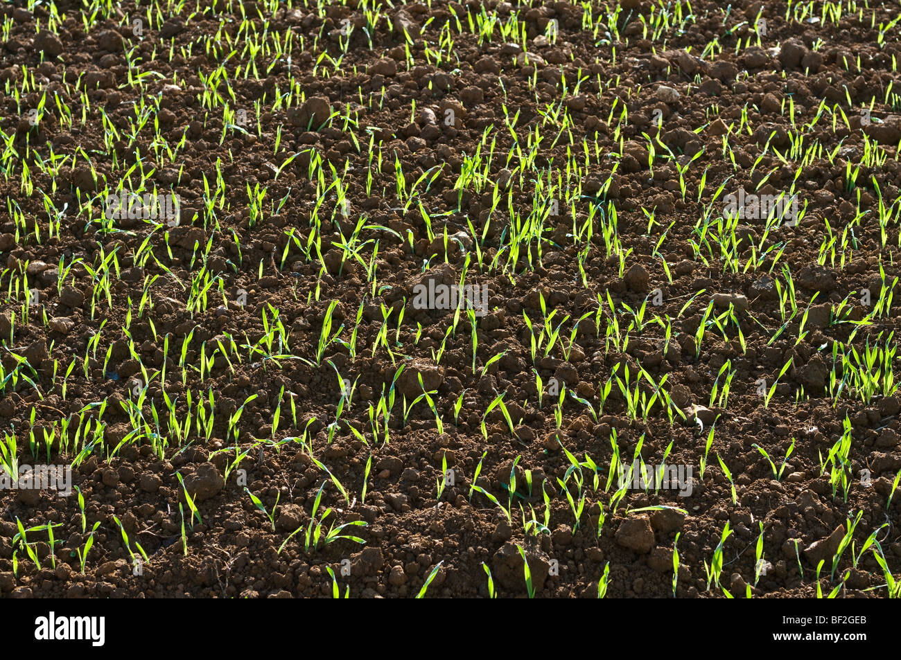 Neue Weizen / Mais schießt auf Farmland - Frankreich. Stockfoto