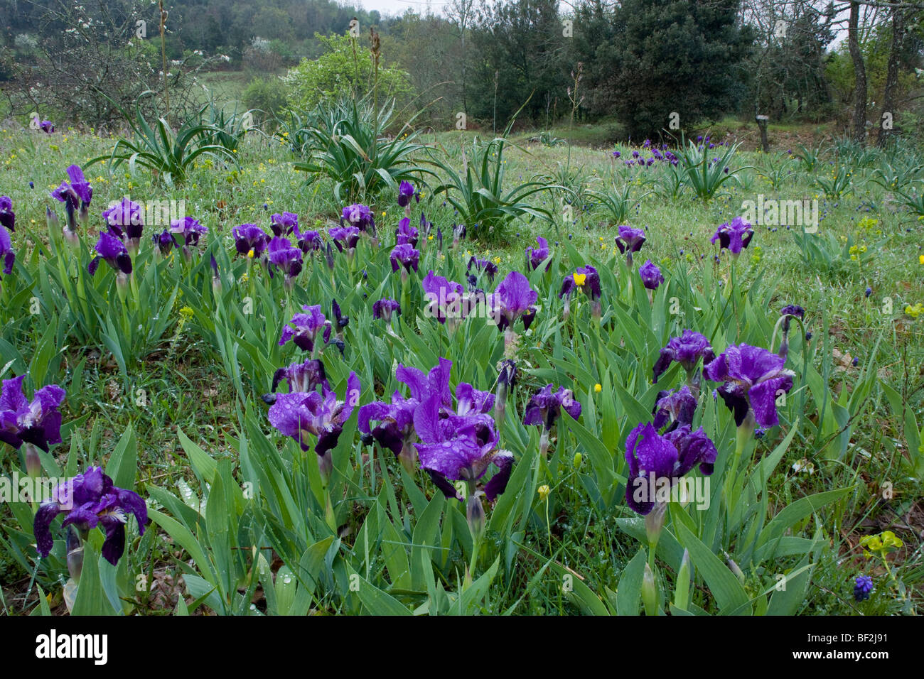 Ein Zwerg bärtige Iris, Iris Lutescens, massenhaft wächst auf steinigen Gebieten auf der Gargano-Halbinsel, Italien. Stockfoto