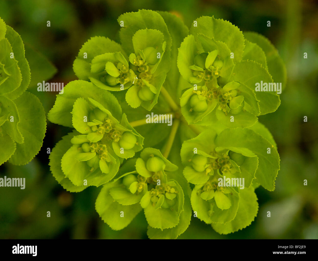 Sun Wolfsmilch Euphorbia Helioscopia, Nahaufnahme von Dolde und Blumen. Weit verbreiteten Unkraut. Stockfoto