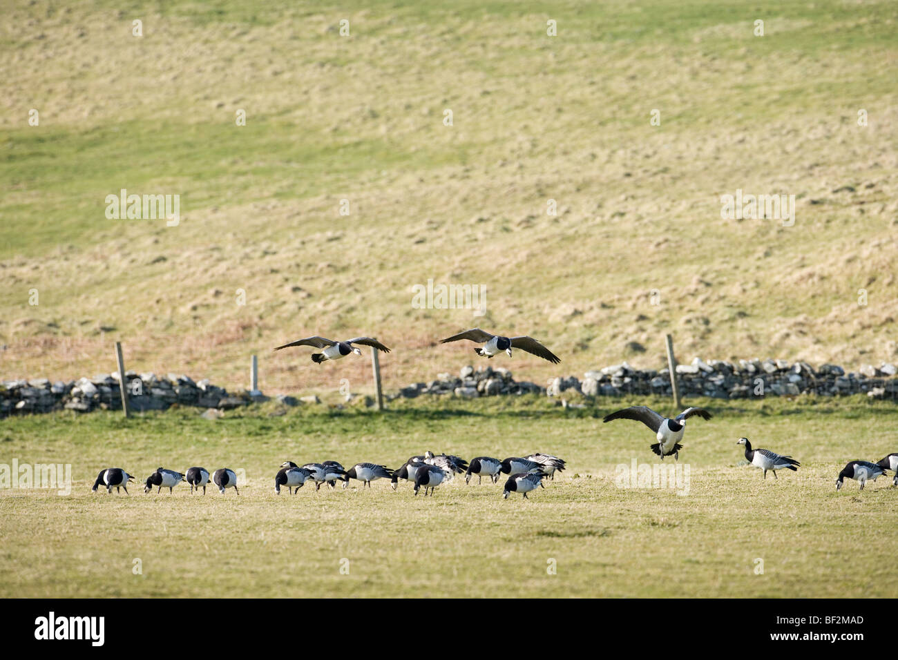 Nonnengänse (Branta leucopsis). Islay. Westküste von Schottland. Überwinternde Vögel aus Grönland Zuchtpopulation, Fütterung auf kurze, Schafe weideten, Gras auf der Insel. ​ Stockfoto