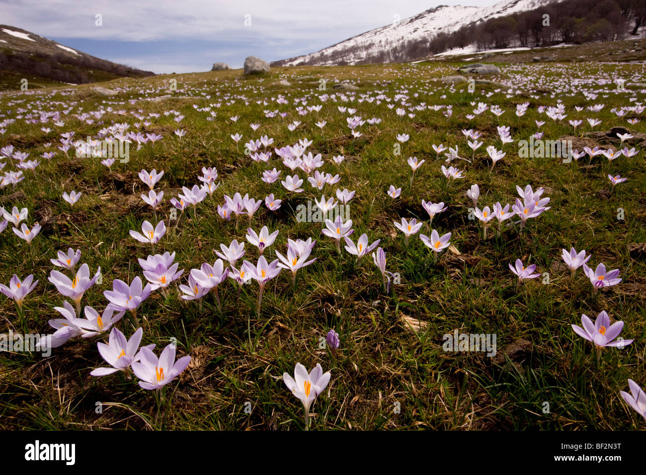 Korsische Krokus, Crocus Corsicus in Weiden in der hohen Val d'Ese, Blüte, als der Schnee schmilzt; Korsika, Frankreich. Stockfoto