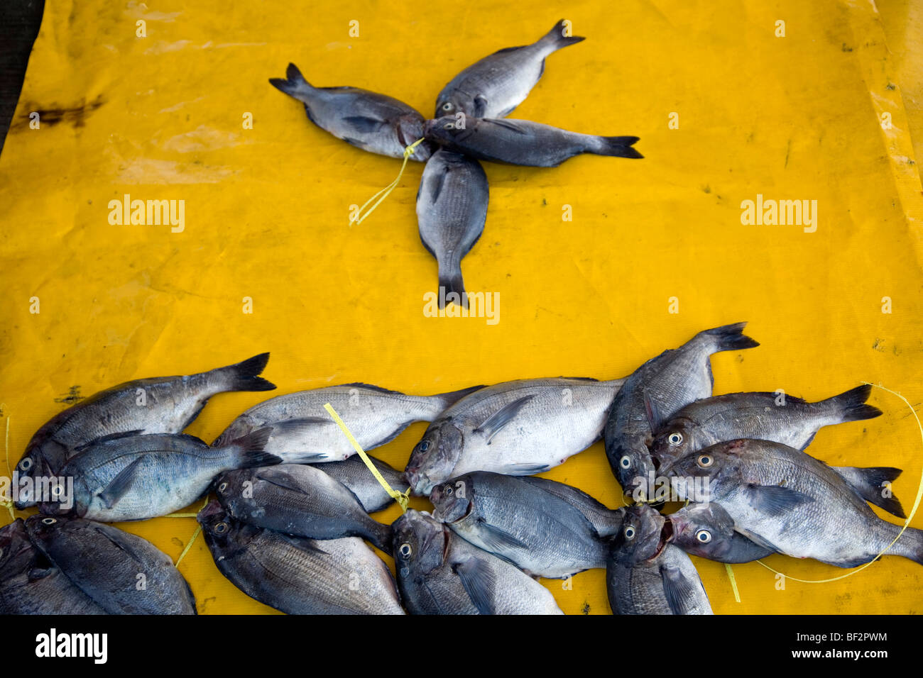 Black Bream oder "Heiße Tot" Fisch Stockfoto