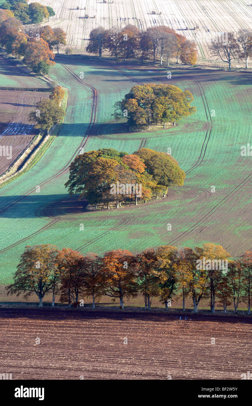 Luftaufnahme des Herbst Bäume in einem Feld. Stockfoto