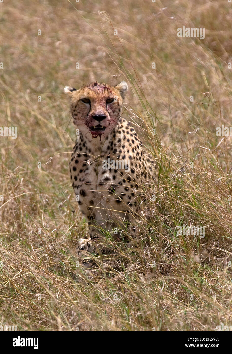 Gepard mit blutigen Gesicht aus seiner jüngsten töten Stockfoto