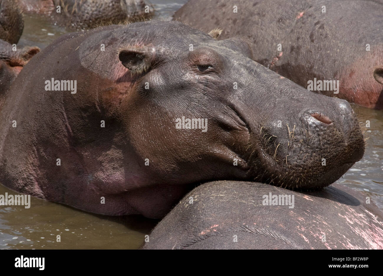 Großen Hippo, kühlt sich ab im Fluss während der Hitze des Tages Stockfoto