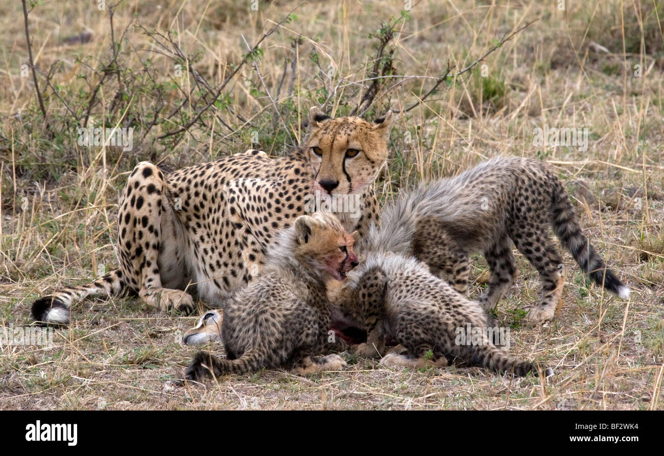 Geparden-Familie Fütterung Stockfoto