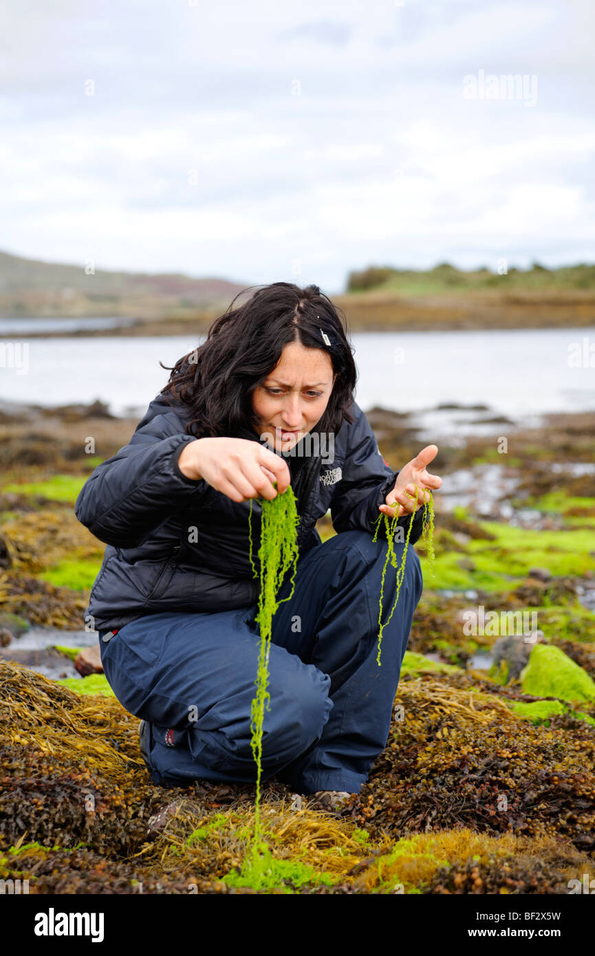 Model Released - Frau studieren hell gefärbt Algen im Hafengebiet Ballynakill gefunden. Connemara. Co Galway. Irland 2009 Stockfoto