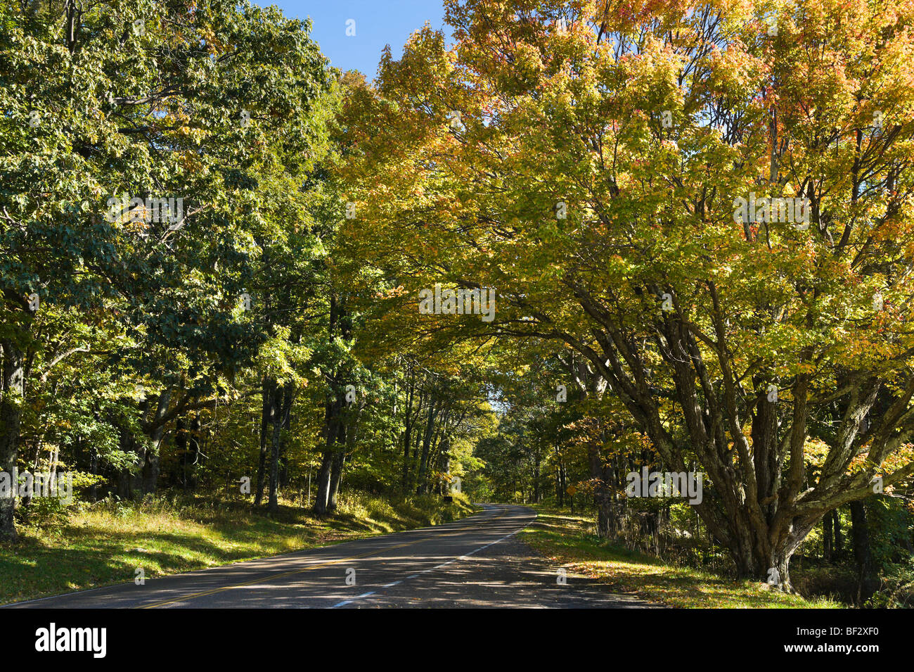 Herbstfarben am Skyline Drive, Shenandoah National Park, Blue Ridge Mountains, Virginia, USA Stockfoto