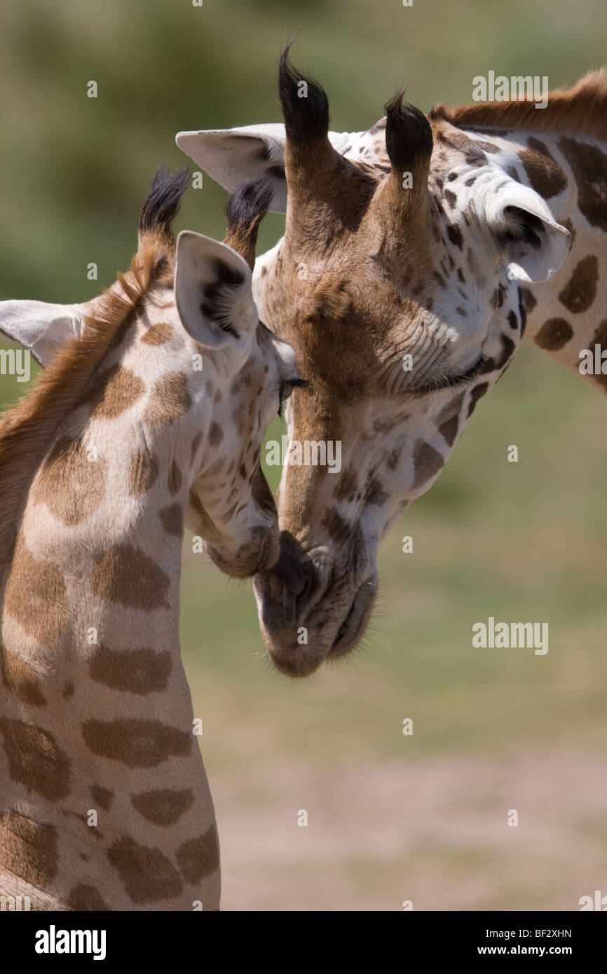 junge Giraffe Kopf an Kopf mit Mutter Stockfoto