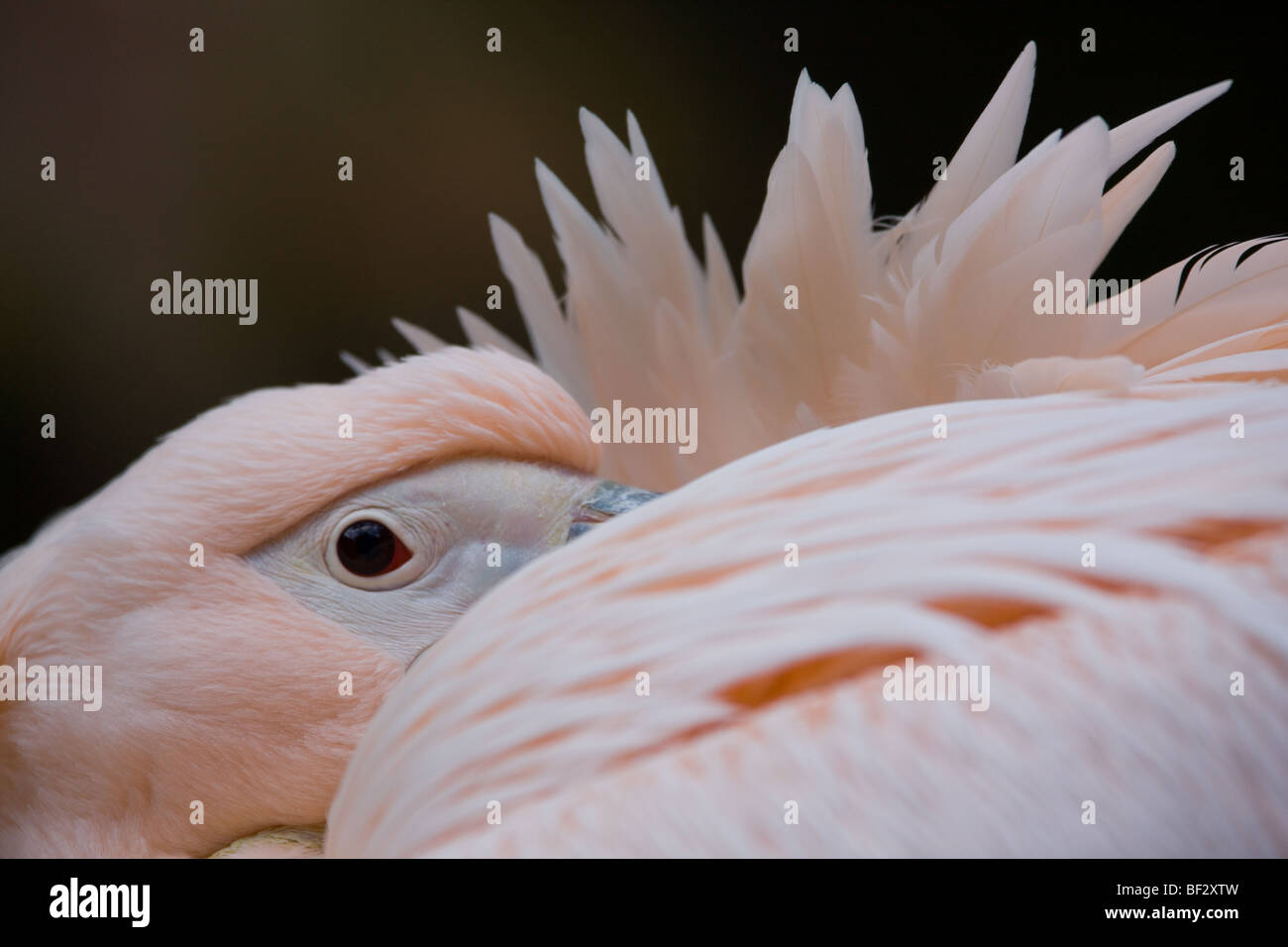 Karibik Flamingo - Phoenicopterus ruber Stockfoto