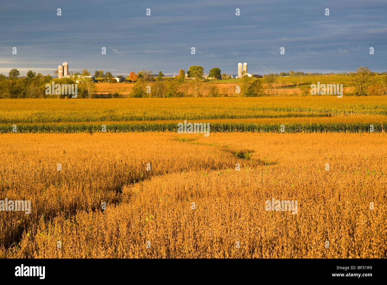 Bereichen Reife Sojabohnen (Vordergrund) und Körnermais (Hintergrund) im Herbst mit Höfen in der Ferne / Wisconsin, USA. Stockfoto