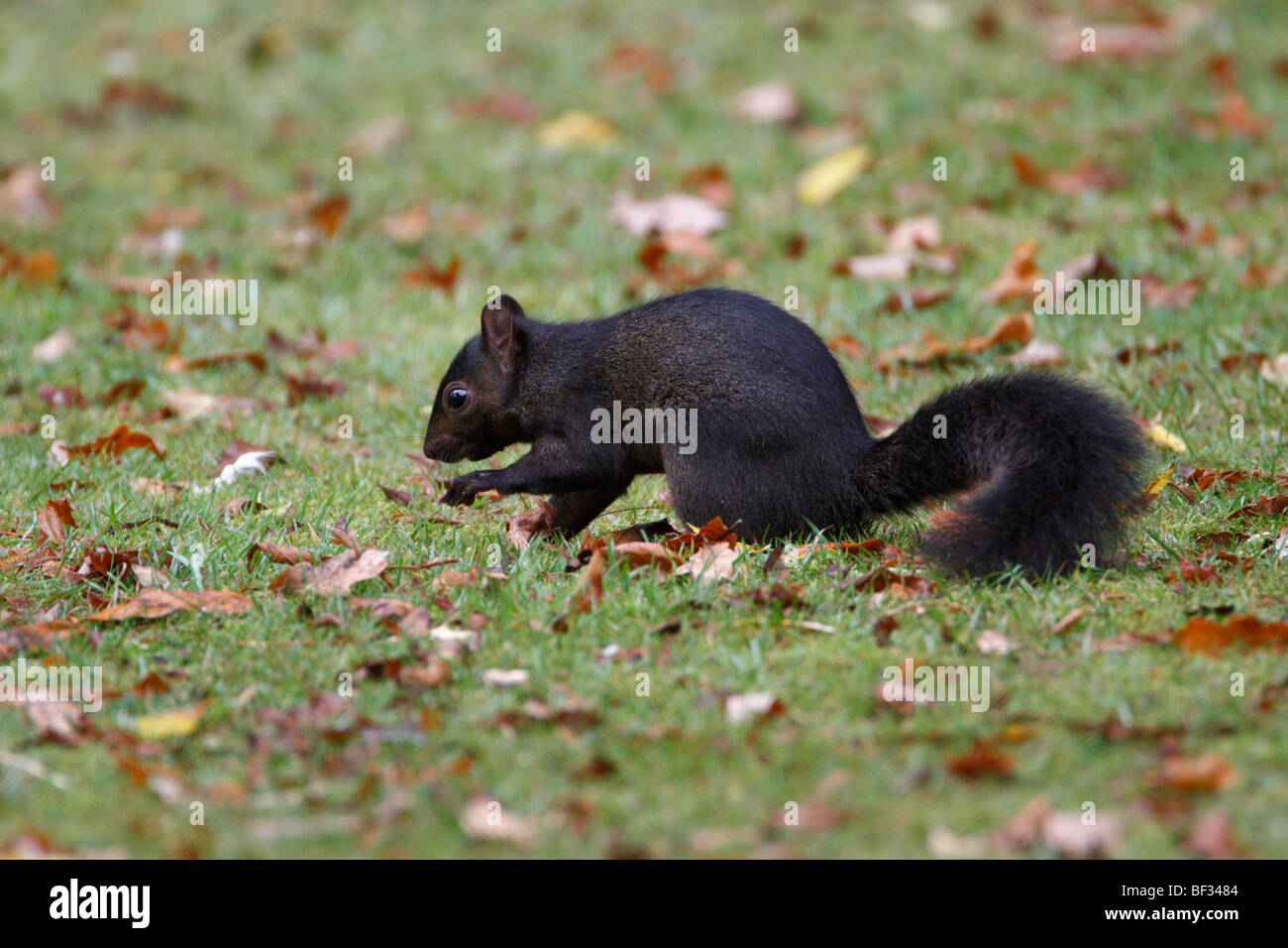 Schwarzen Eichhörnchen Sciurus Carolinensis melanistische Untergruppe Stockfoto