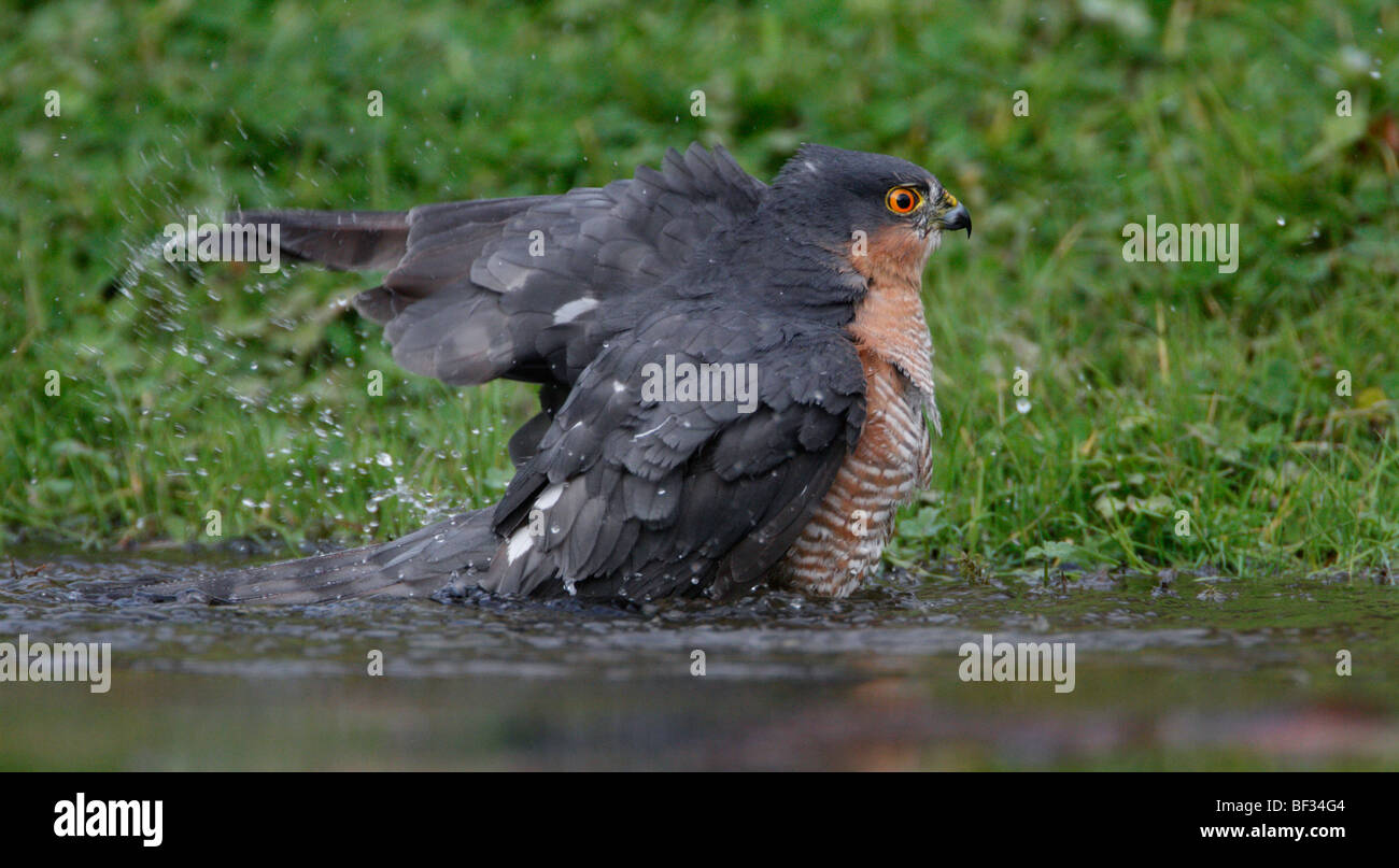 Sparrowhawk Accipiter Nisus Baden Stockfoto