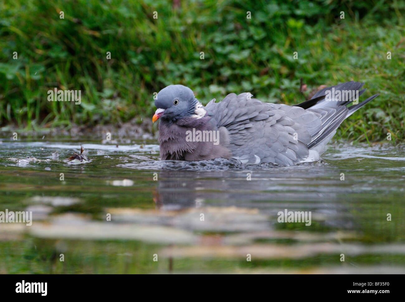 Ringeltaube Columba Palumbus Baden Spritzwasser Stockfoto